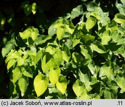 Epimedium xversicolor