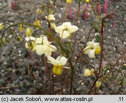 Epimedium xversicolor