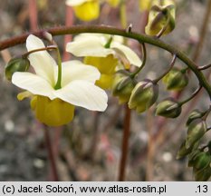 Epimedium xversicolor