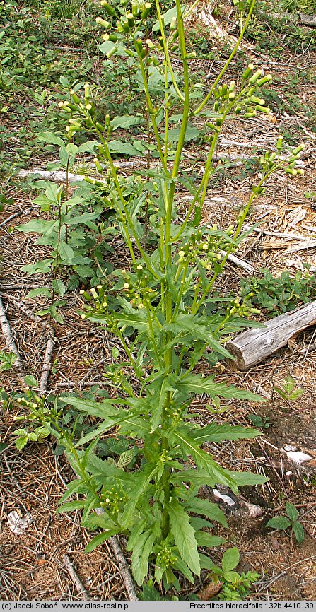 Erechtites hieracifolia (erechtites jastrzębcowaty)