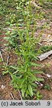 Erechtites hieracifolia (erechtites jastrzębcowaty)