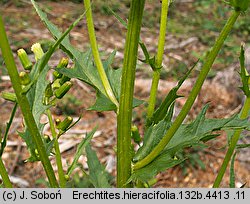 Erechtites hieracifolia (erechtites jastrzębcowaty)