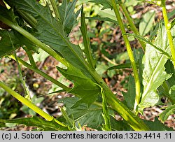 Erechtites hieracifolia (erechtites jastrzębcowaty)