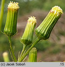 Erechtites hieracifolia (erechtites jastrzębcowaty)