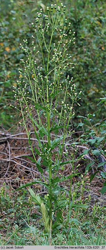 Erechtites hieracifolia (erechtites jastrzębcowaty)