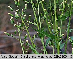 Erechtites hieracifolia (erechtites jastrzębcowaty)