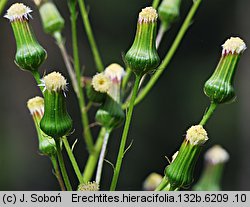 Erechtites hieracifolia (erechtites jastrzębcowaty)