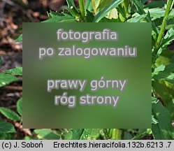 Erechtites hieracifolia (erechtites jastrzÄ™bcowaty)