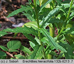 Erechtites hieracifolia (erechtites jastrzębcowaty)