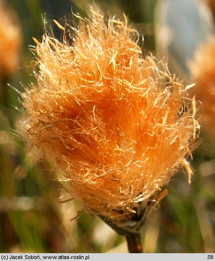 Eriophorum russeolum