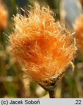 Eriophorum russeolum