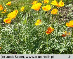 Eschscholzia californica (pozłotka kalifornijska)