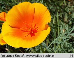 Eschscholzia californica (pozłotka kalifornijska)