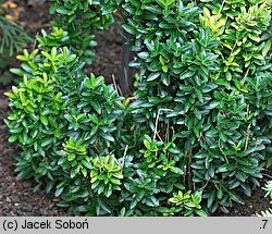 Euonymus japonicus (trzmielina japońska)