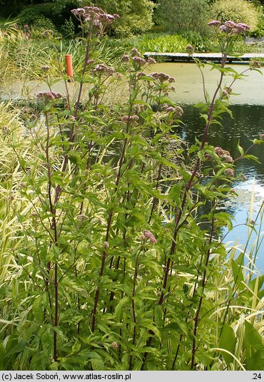 Eupatorium maculatum