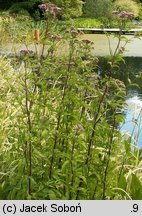 Eupatorium maculatum