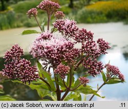 Eupatorium maculatum