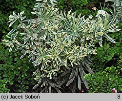 Euphorbia characias ssp. characias (wilczomlecz błękitnawy)