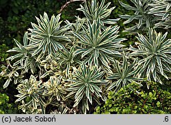 Euphorbia characias ssp. characias (wilczomlecz błękitnawy)