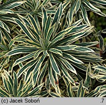 Euphorbia characias ssp. characias (wilczomlecz błękitnawy)