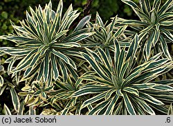 Euphorbia characias ssp. characias (wilczomlecz błękitnawy)