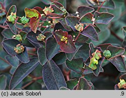 Euphorbia dulcis (wilczomlecz słodki)