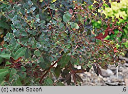 Euphorbia dulcis (wilczomlecz słodki)