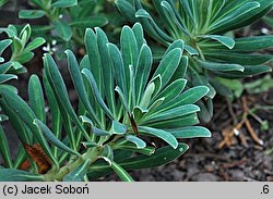 Euphorbia characias ssp. wulfenii (wilczomlecz błękitnawy Wulfena)