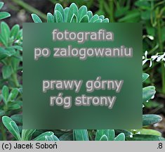 Euphorbia characias ssp. wulfenii (wilczomlecz błękitnawy Wulfena)