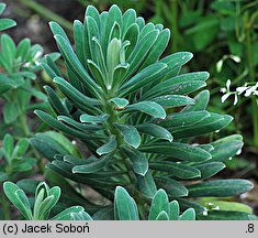 Euphorbia characias ssp. wulfenii (wilczomlecz błękitnawy Wulfena)