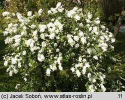 Exochorda macrantha