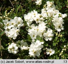 Exochorda macrantha