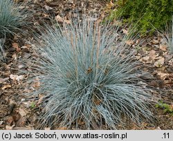 Festuca glauca (kostrzewa sina)