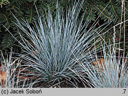 Festuca valesiaca (kostrzewa walezyjska)