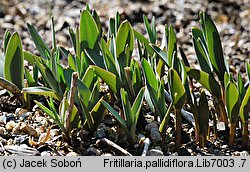 Fritillaria pallidiflora (szachownica bladokwiatowa)