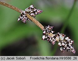 Froelichia floridana