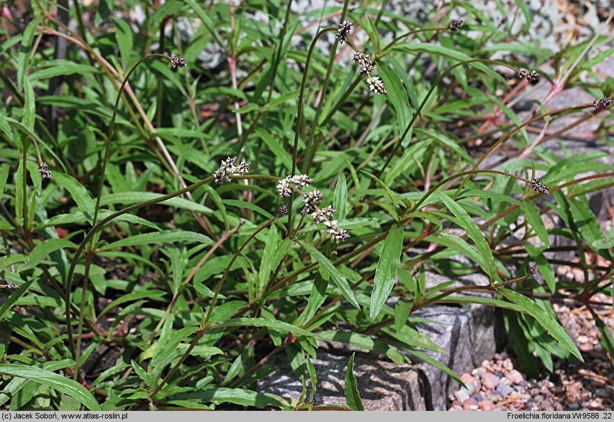 Froelichia floridana