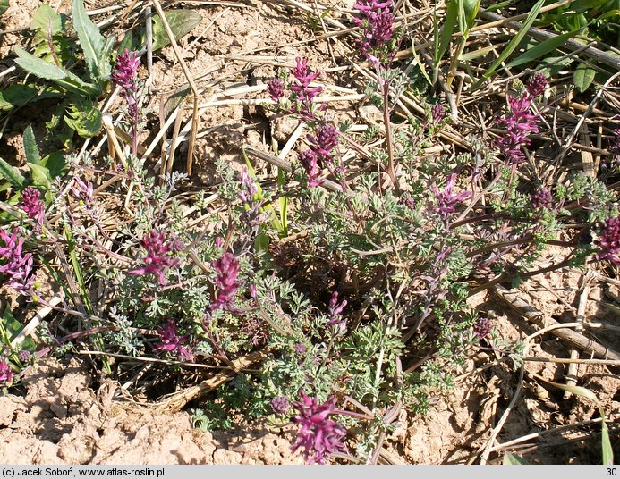 Fumaria officinalis ssp. wirtgenii