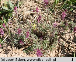 Fumaria officinalis ssp. wirtgenii