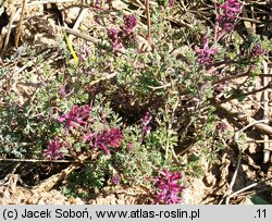 Fumaria officinalis ssp. wirtgenii (dymnica pospolita Wirtgena)