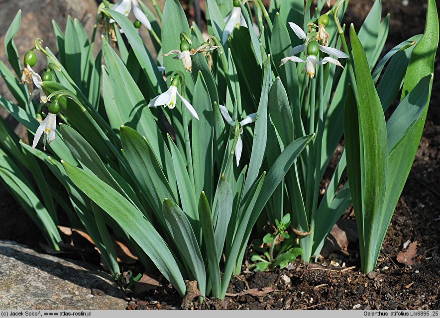 Galanthus latifolius