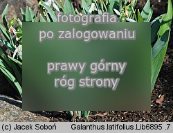 Galanthus latifolius