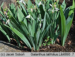 Galanthus latifolius