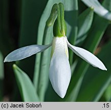 Galanthus latifolius