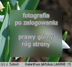 Galanthus latifolius