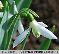 Galanthus latifolius