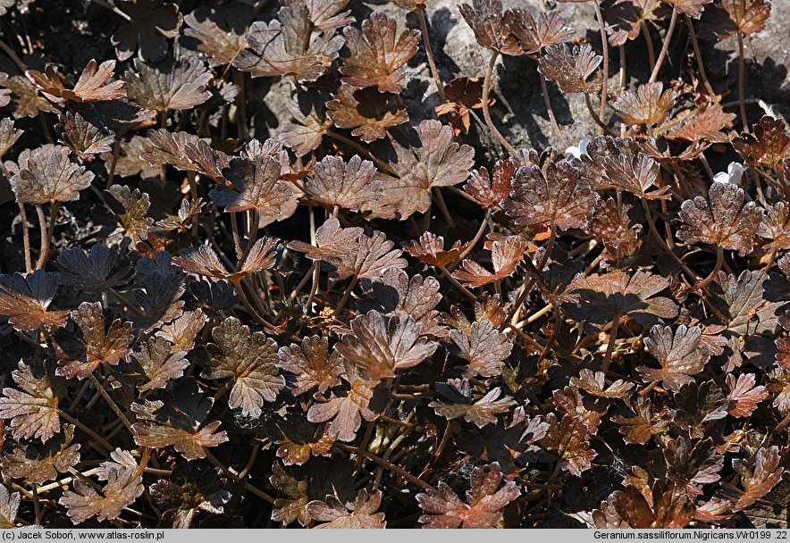 Geranium sessiliflorum Nigricans