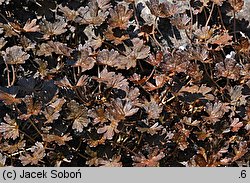 Geranium sessiliflorum Nigricans