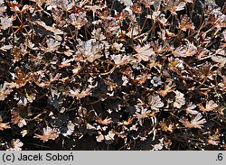 Geranium sessiliflorum Nigricans