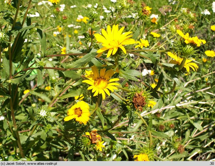 Grindelia squarrosa